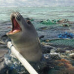 Project Idea logo of Solving GhostNets